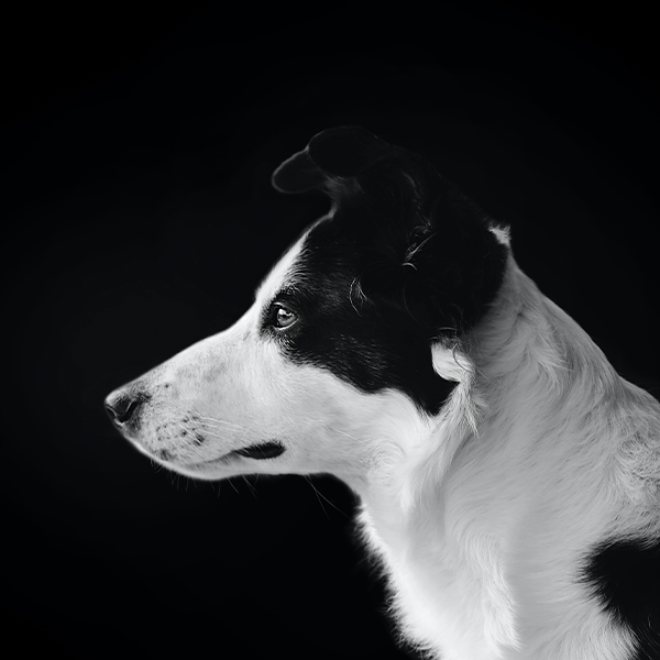 Кейс: SEO-продвижение интернет-магазина товаров для груминга